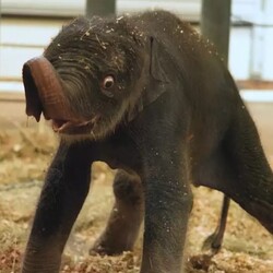 Логотип New Baby Elephant Houston Zoo